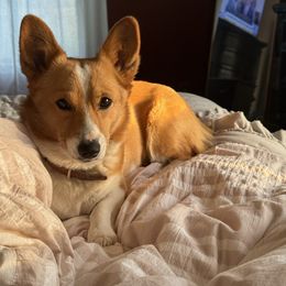 Tulla - Pembroke Welsh Corgi
