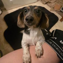 Darlin - Dachshund