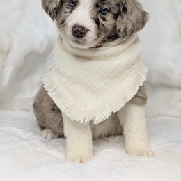 Tulle (Baby blue) - Red merle female Aussiedoodle puppy in Coulee City, Washington from Mr and Mrs Doodle Farm