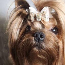 Cartier (Cody) - Yorkshire Terrier