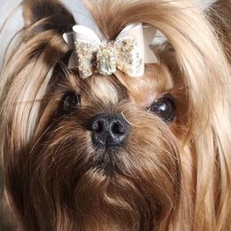 Cartier (Cody) - Yorkshire Terrier