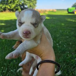 Zaryia - Red and white female Siberian Husky puppy in Bingham, Illinois from Siberian Instincts Kennel