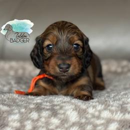 Orange Collar - Red male Dachshund puppy in Cheyenne, Wyoming from Golden Badger Kennels
