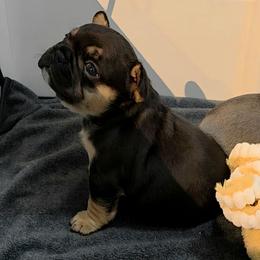 Fury - Black and tan female French Bulldog puppy in Hemlock, Michigan from A&D Frenchies