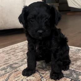 Bryan - Black and gold male Yorkipoo puppy in Calimesa, California from Teakwoodpoodleofsocal