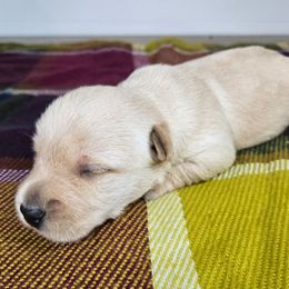 Puppy 2 - Wheaten male Scottish Terrier puppy in San Tan Valley, Arizona from For the love of Scotties