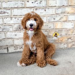 Strawberry Swirl - Red  female Goldendoodle puppy in Dallas County, Texas from Dream A Little Doodle