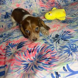 Tommy - Piebald male Dachshund puppy in Lake City, Florida from My Ditzy Doxies of Florida