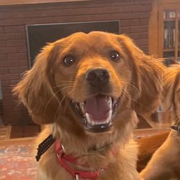 Finnegan - Companion Cross