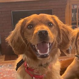 Finnegan - Companion Cross
