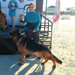 Henko - German Shepherd