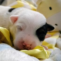 Boy 1 - Blue male Australian Cattle Dog puppy in Fife Lake, Michigan from Kurczak Farm LLC