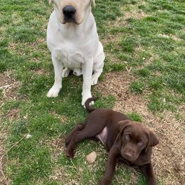 Labrador Retriever All Grown Up from Royal Ridge Labs