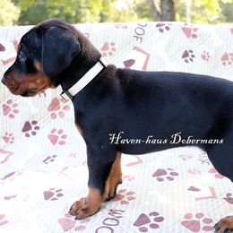 White collar 421 - Black and rust male Doberman Pinscher puppy in Harmony, North Carolina from Havenhaus Dobermans
