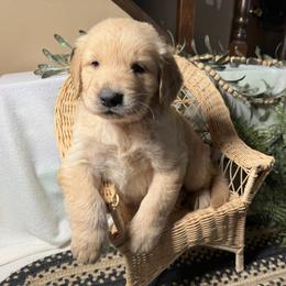 Boy 3 - male Golden Retriever puppy in Lynn, Indiana from Four Seasons