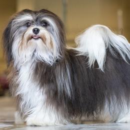 Tiara - Havanese