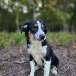 Australian Shepherds and Siberian Huskies from Owl Creek Aussies
