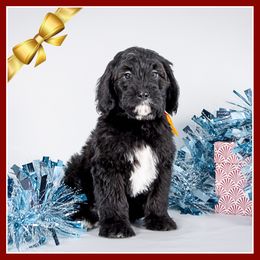 Woodstock - Black and white male Bernedoodle puppy in Connersville, Indiana from Deaz Doodle Ranch