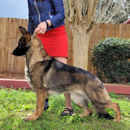 German Shepherd All Grown Up from John Moyle