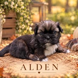Alden - Sable male Shih Tzu puppy in Montgomery, Texas from Furbourne Farm