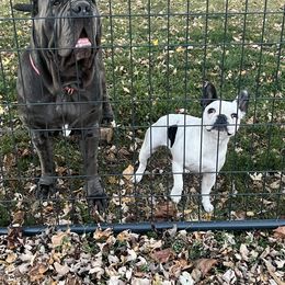 French Bulldog and Neapolitan Mastiff All Grown Up from Unique Uprisings