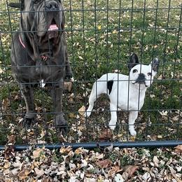 French Bulldog and Neapolitan Mastiff All Grown Up from Unique Uprisings