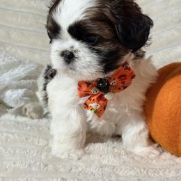 Shih Tzu Puppies from Our ShihTzu Family