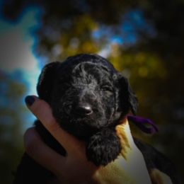 Labradoodle Puppies from Big River Doodles