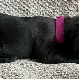 Pink - Red sable female Belgian Malinois puppy in Ellerbe, North Carolina from Grand Prix Kennel