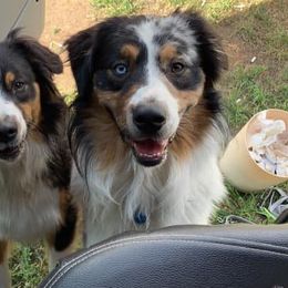 Australian Shepherds from Taptico’s Australian Shepherds