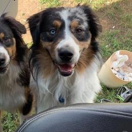 Australian Shepherds from Taptico’s Australian Shepherds