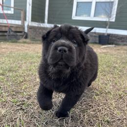 Valencia - Black female Chinese Shar-Pei puppy in Chipley, Florida from HapPei House of Wrinkles