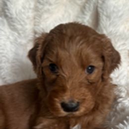 Goldendoodle Puppies from Betsy-Doodles