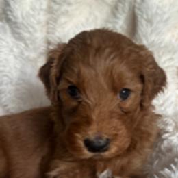 Goldendoodle Puppies from Betsy-Doodles