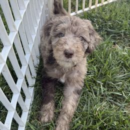 Hadley - Merle female Sheepadoodle puppy in Lancaster, Pennsylvania from Bitler Family Puppies