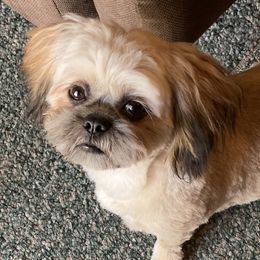 Biewer Terriers, Cavalier King Charles Spaniels, Cavatzus, and Shih Tzus from Rocky Oak Cavaliers & Biewer Terriers LLC