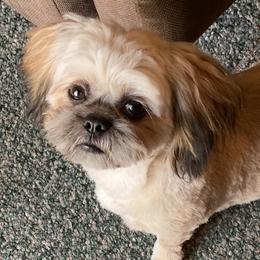 Biewer Terriers, Cavalier King Charles Spaniels, Cavatzus, and Shih Tzus from Rocky Oak Cavaliers & Biewer Terriers LLC