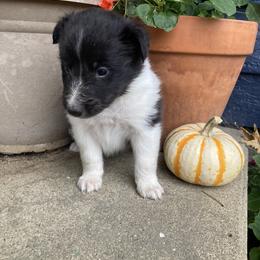 Boy 1 - male Shetland Sheepdog puppy in Commiskey, Indiana from Windy Haven Farm
