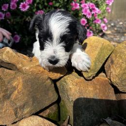 Patty - Parti female Miniature Schnauzer puppy in Dunlap, Tennessee from Beards of Glory