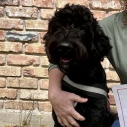 Goldendoodles from Ruby’s Doodles of Mississippi