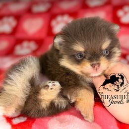 HOPPER - Chocolate and tan male Pomeranian puppy in Willis, Texas from Treasured Jewels Pomeranians