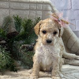 Cavapoo, Cockapoo, and Poodle Puppies from Shaffer Top Notch Puppies