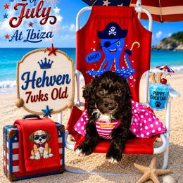 Hehven - Brown female Schnoodle puppy in Demorest, Georgia from Royal Puppypoo Playhouse