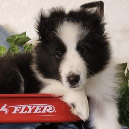 Shetland Sheepdogs from Glowing Shelties
