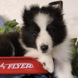Shetland Sheepdogs from Glowing Shelties