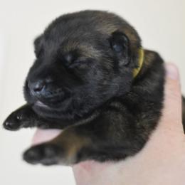 Yellow collar - Sable female German Shepherd puppy in Wahoo, Nebraska from Von Solidago