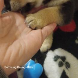Akita and Shiba Inu Puppies from Khshibas-khakitas