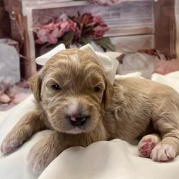 Lily - Cream female Goldendoodle puppy in The Woodlands, Texas from Gracie's Goldendoodles and Bernedoodles