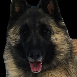 Quick - Belgian Tervuren