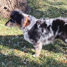 Miniature Australian Shepherds from Kristin Cox's Miniature Australian Shepherds